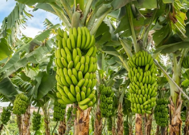 Banana Cultivation: Expanding Markets and High Returns