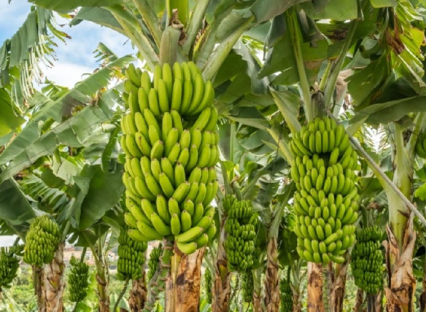 Banana Cultivation: Expanding Markets and High Returns