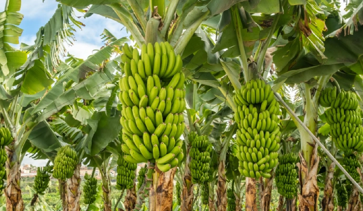 Banana Cultivation: Expanding Markets and High Returns