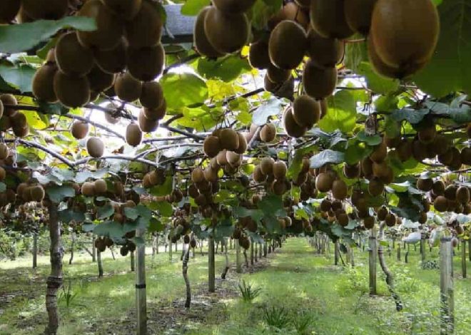 Exotic Fruit Farming: Dragon Fruit, Kiwi, and High-Value Crops