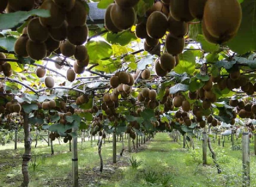 Exotic Fruit Farming: Dragon Fruit, Kiwi, and High-Value Crops
