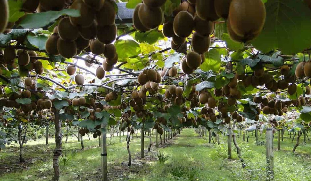 Exotic Fruit Farming: Dragon Fruit, Kiwi, and High-Value Crops