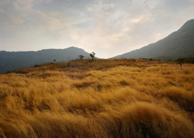 Forest Restoration and Rewilding Success Stories