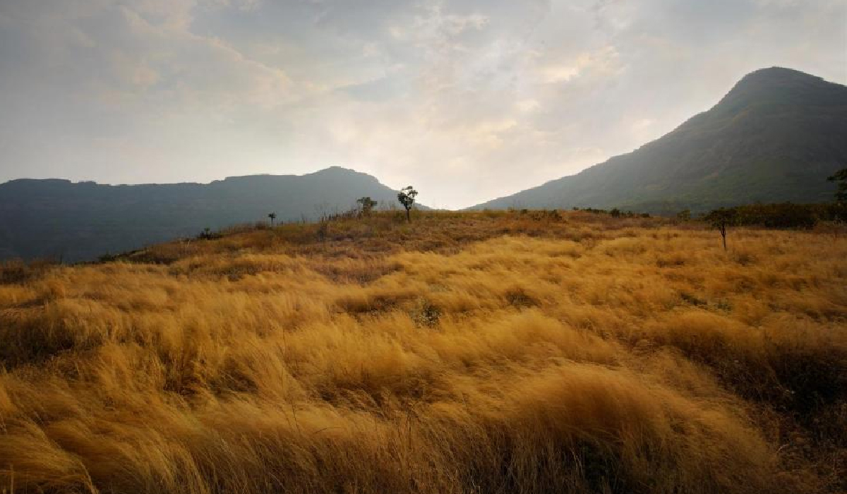 Forest Restoration and Rewilding Success Stories