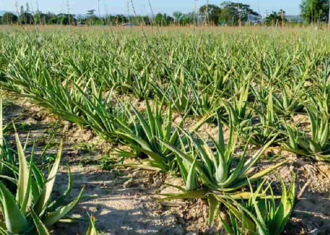 Medicinal Plant Farming: Profits from Herbal and Pharma Crops