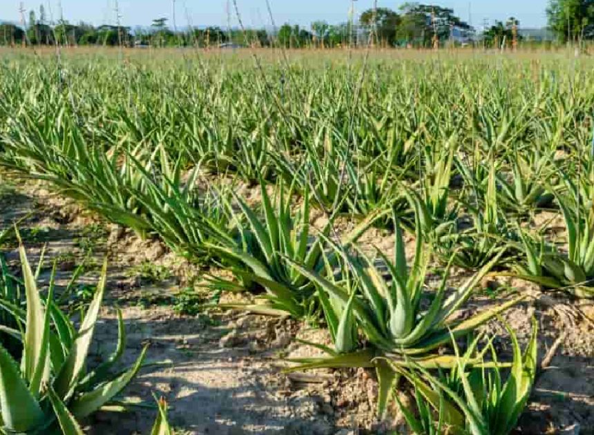 Medicinal Plant Farming: Profits from Herbal and Pharma Crops