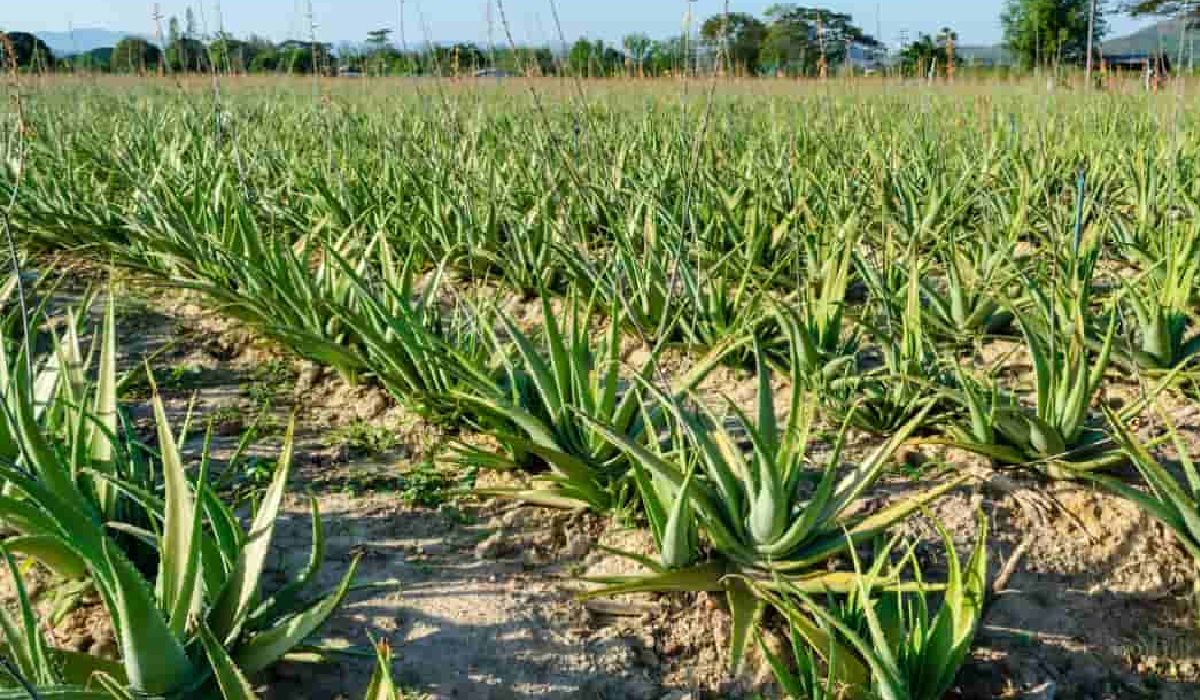 Medicinal Plant Farming: Profits from Herbal and Pharma Crops