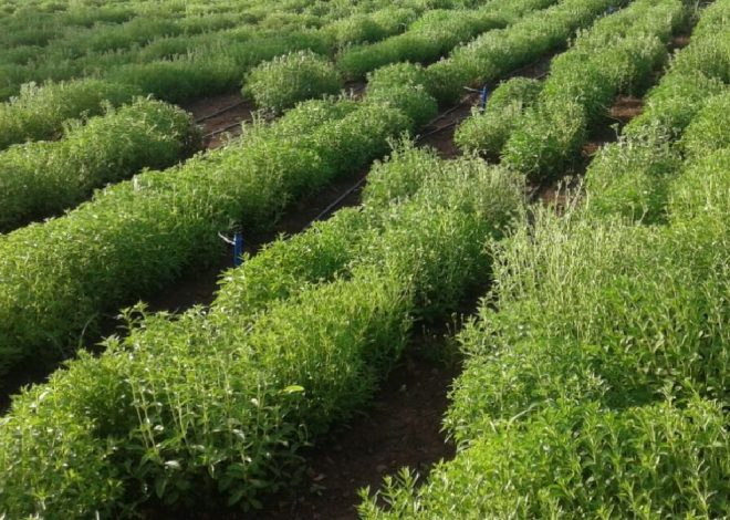Stevia Cultivation: Sweet Business Opportunities