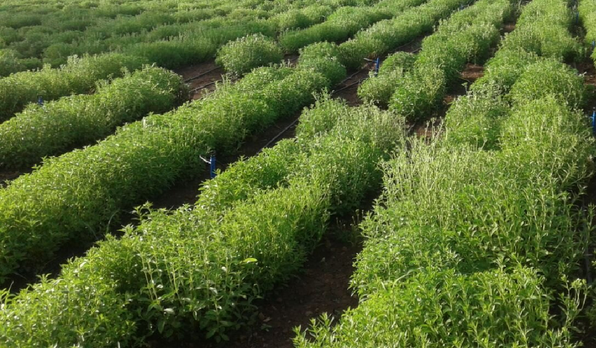 Stevia Cultivation: Sweet Business Opportunities
