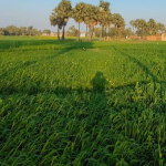 crop