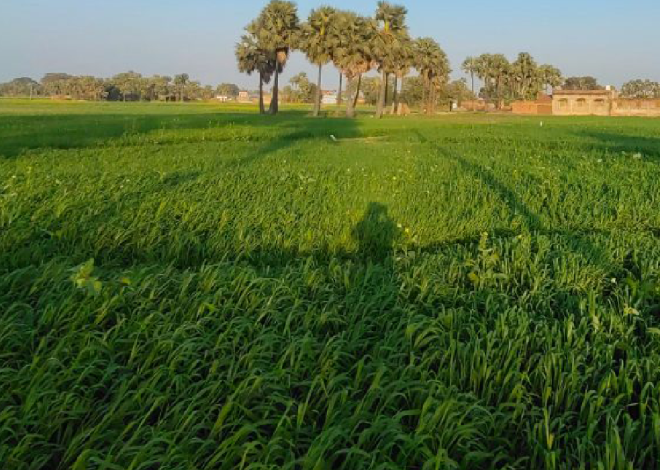 Pakistan can renovate a new pathway for Sustainable Aviation Fuel from waste crop