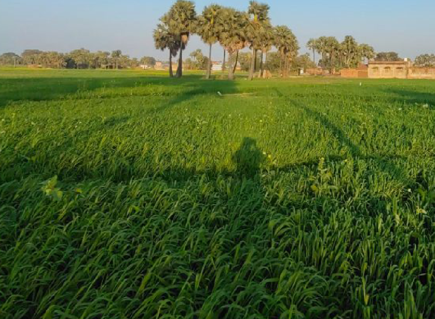 Pakistan can renovate a new pathway for Sustainable Aviation Fuel from waste crop
