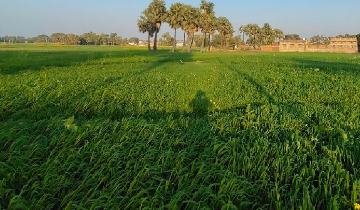 Pakistan can renovate a new pathway for Sustainable Aviation Fuel from waste crop