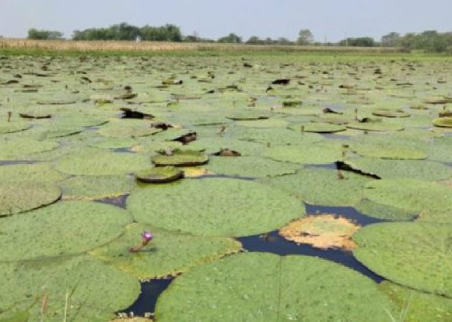 The Future of Makhana Cultivation: Opportunities, Growth, and Profits