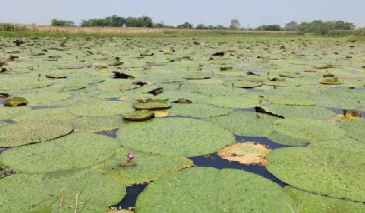 The Future of Makhana Cultivation: Opportunities, Growth, and Profits