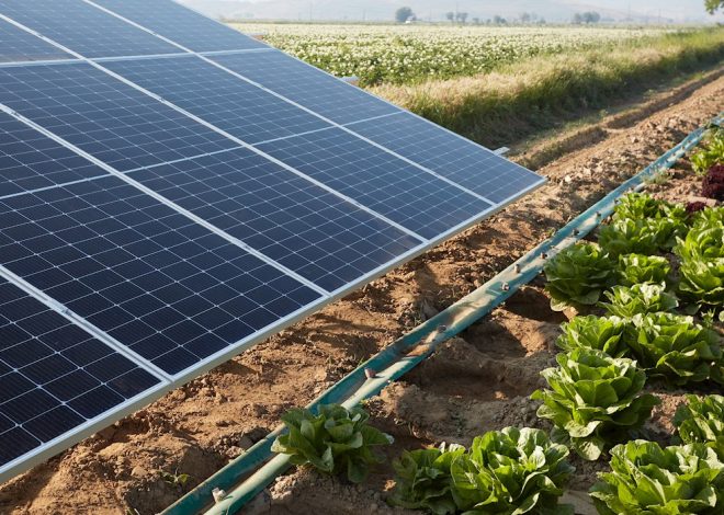 Powering Campuses with the Sun: The Rise of Solar-Driven Universities