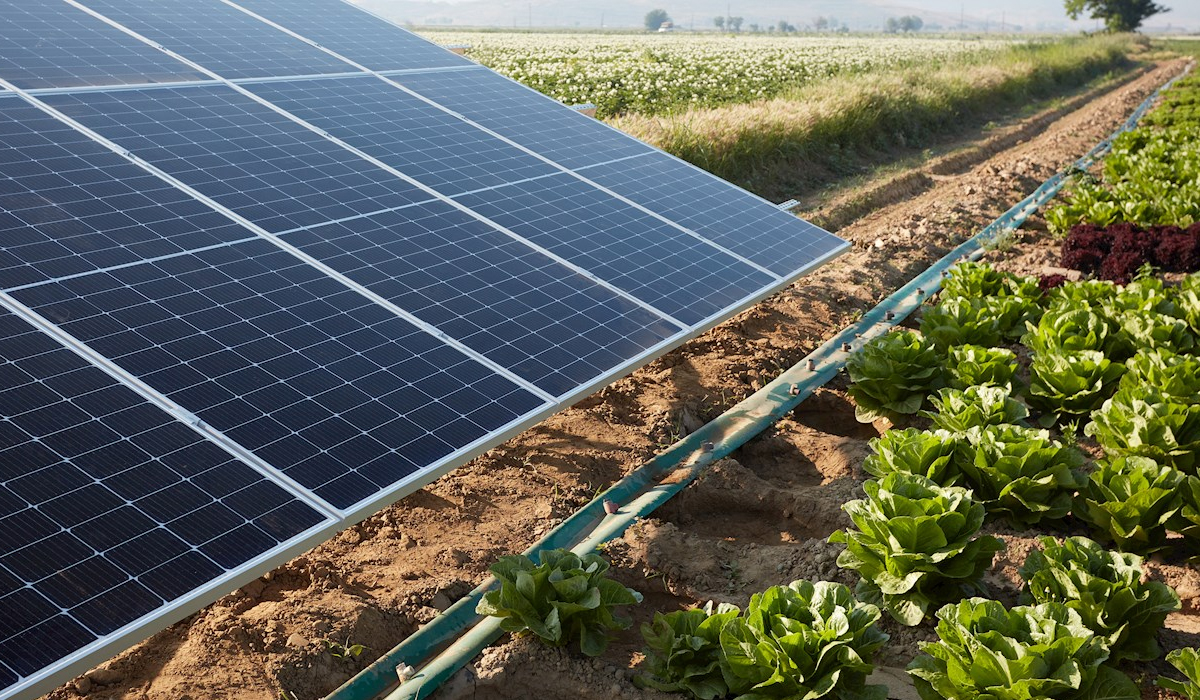 Powering Campuses with the Sun: The Rise of Solar-Driven Universities