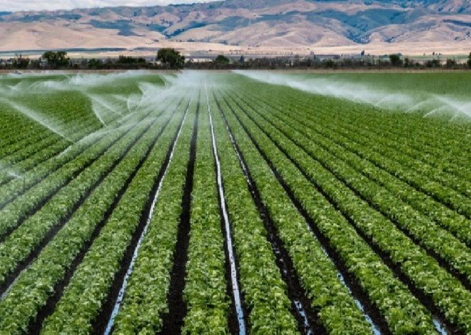 Water-Efficient Farming: Maximizing Profit While Conserving Resources
