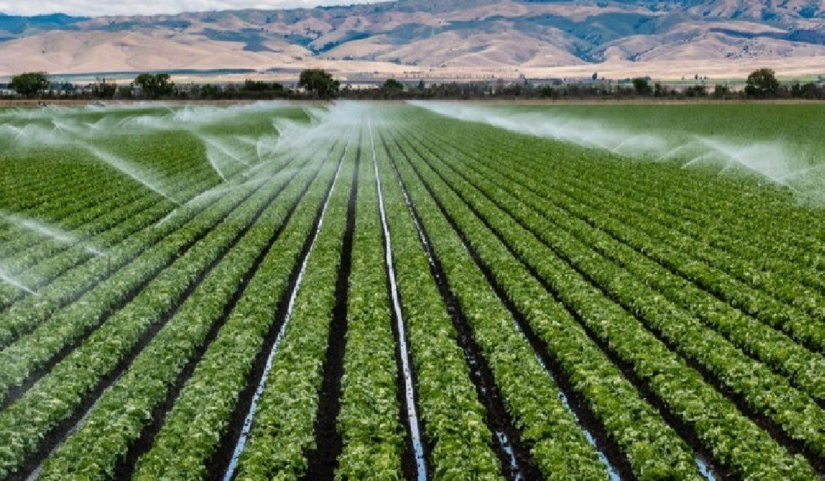 Water-Efficient Farming: Maximizing Profit While Conserving Resources